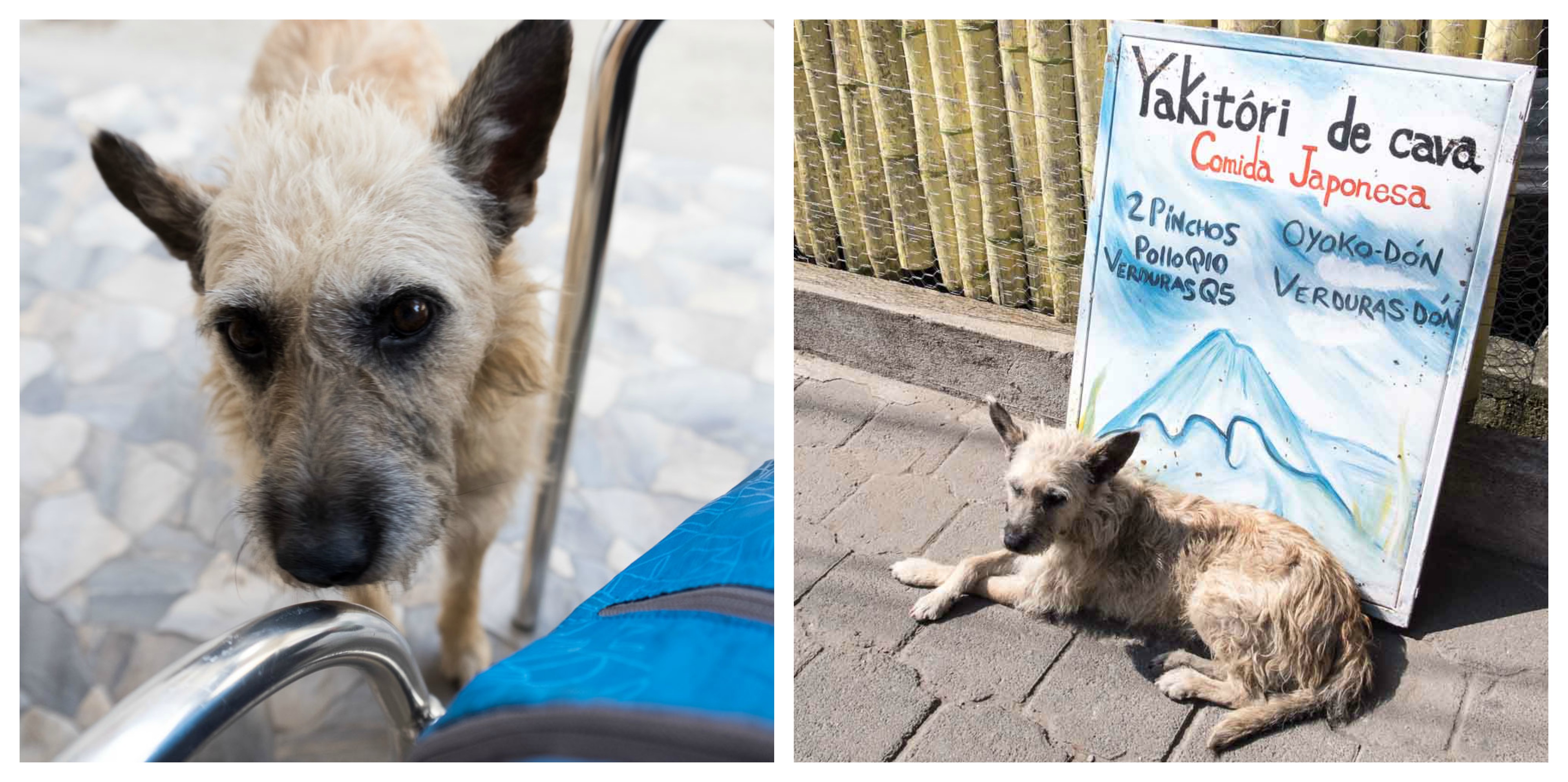 Making Friends and Enemies With Stray Dogs — Steemit